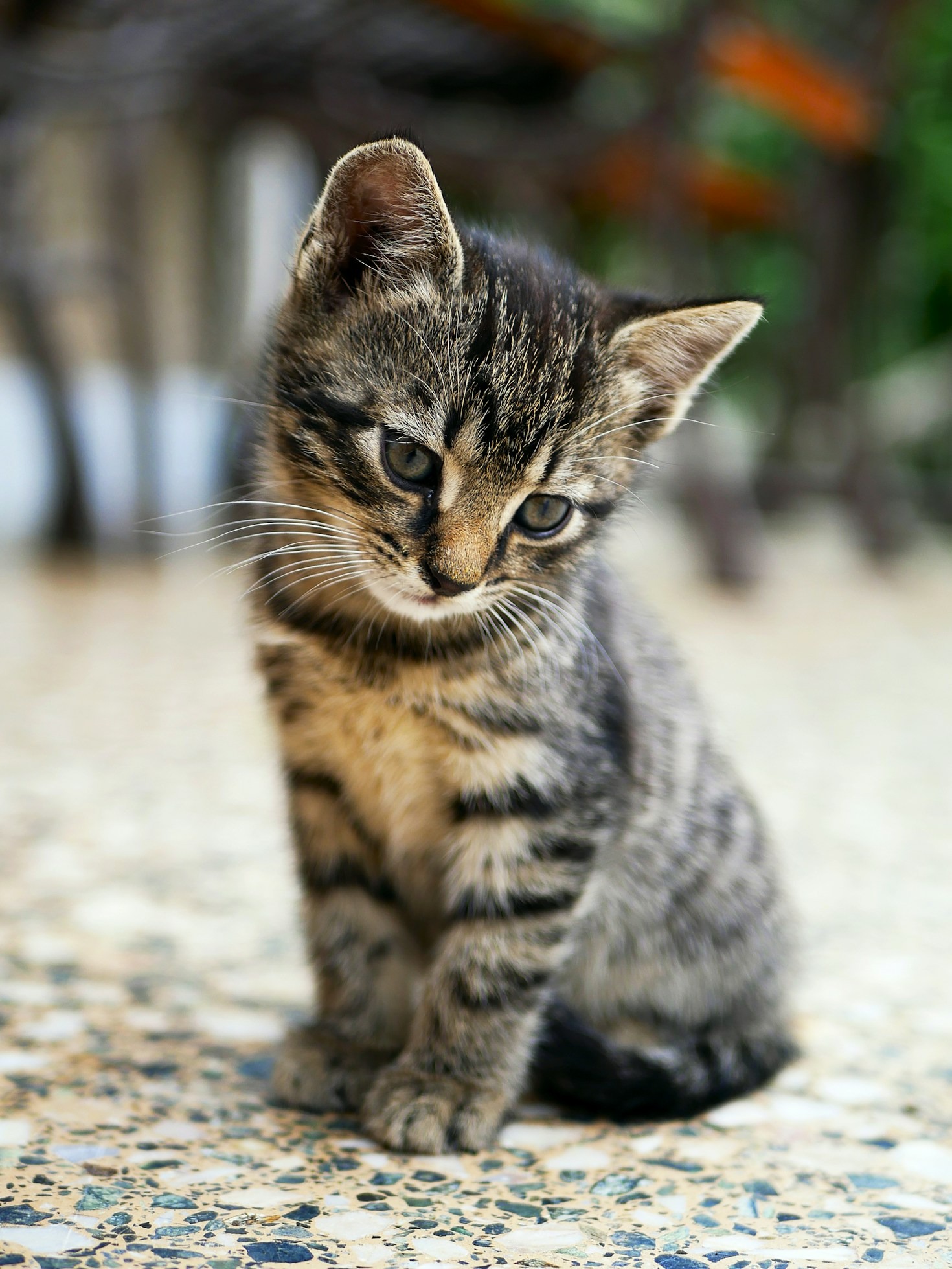 Stories of Hope: Rescued Animals and Their Journeys