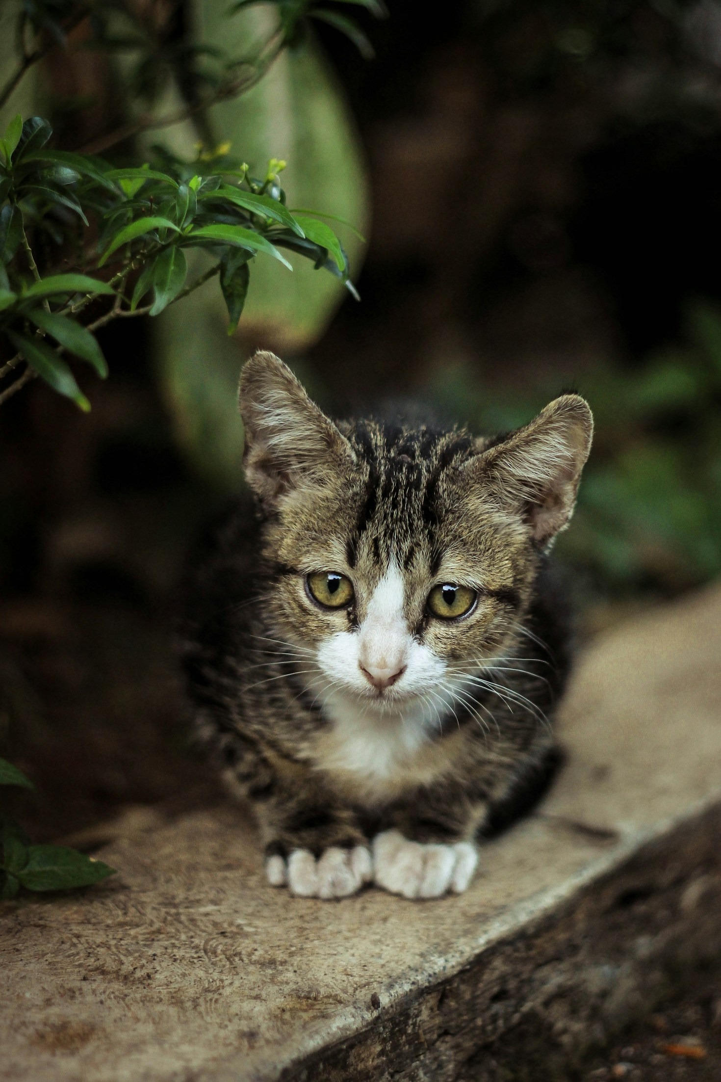 The Role of Volunteers in Animal Shelters