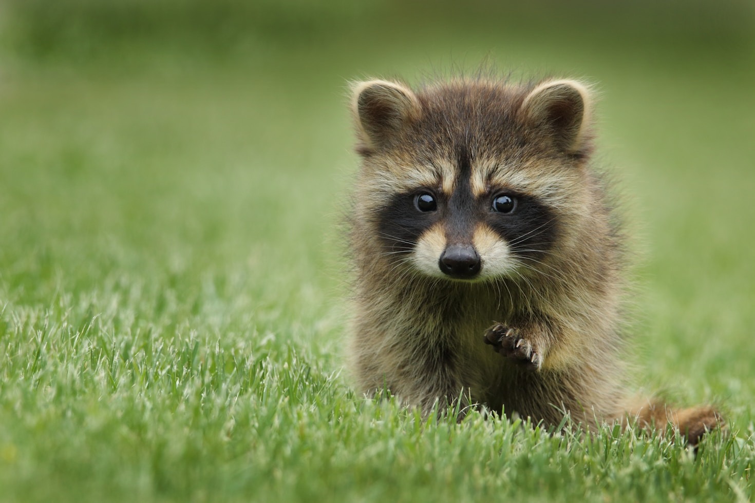 Understanding the Challenges of Homeless Animals